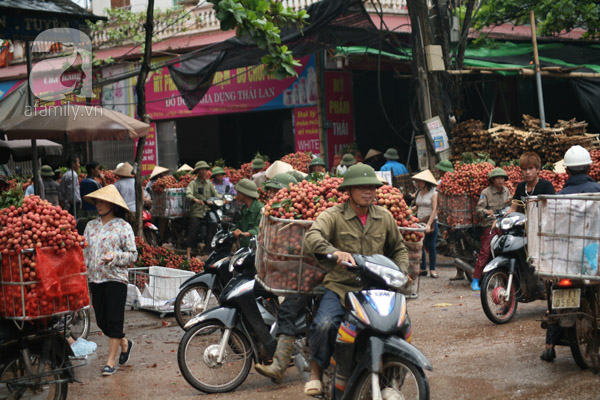 vải lục ngạn